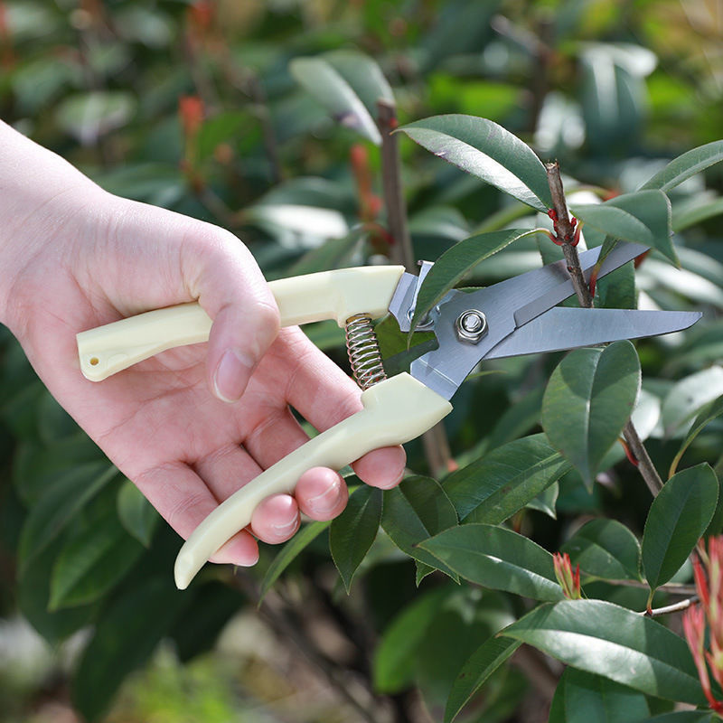 1 Stück Edelstahl-Gartenschere – Gardening Tools To Cut Branches Bewertung und Preis