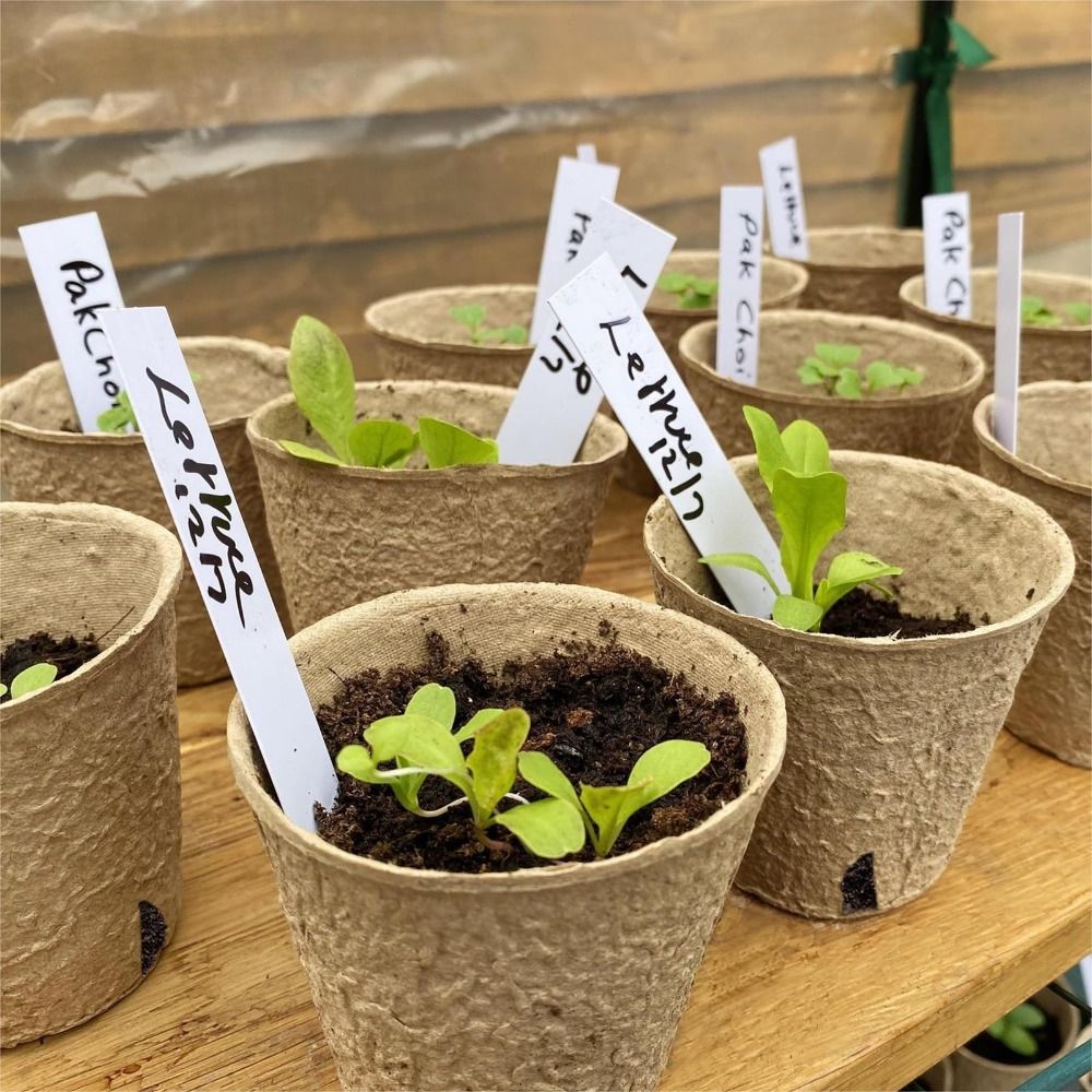 50 Stück Biologisch Abbaubare  – Seed Starter Trays Bewertung und Preis